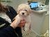 PoulaTo: poodle διαθέσιμο kc reg;